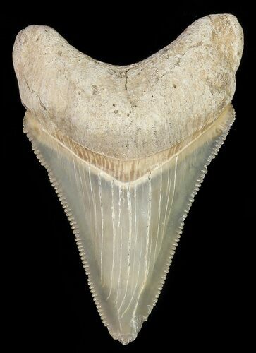 Serrated,  Bone Valley Megalodon Tooth - Florida #70559